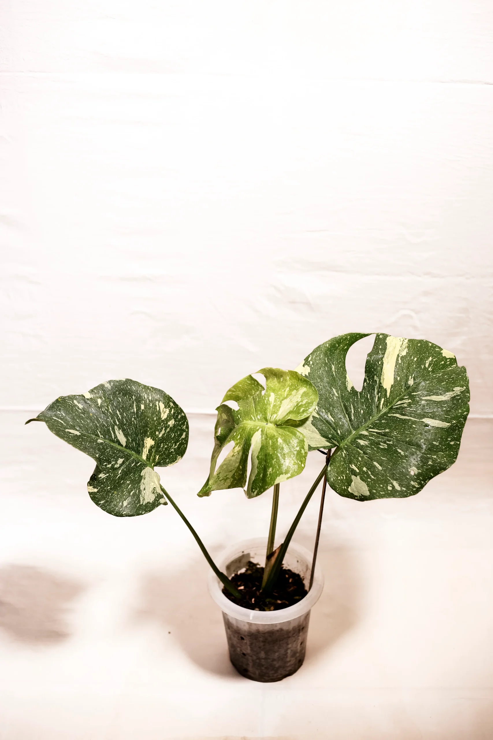 Monstera Thai Constellation