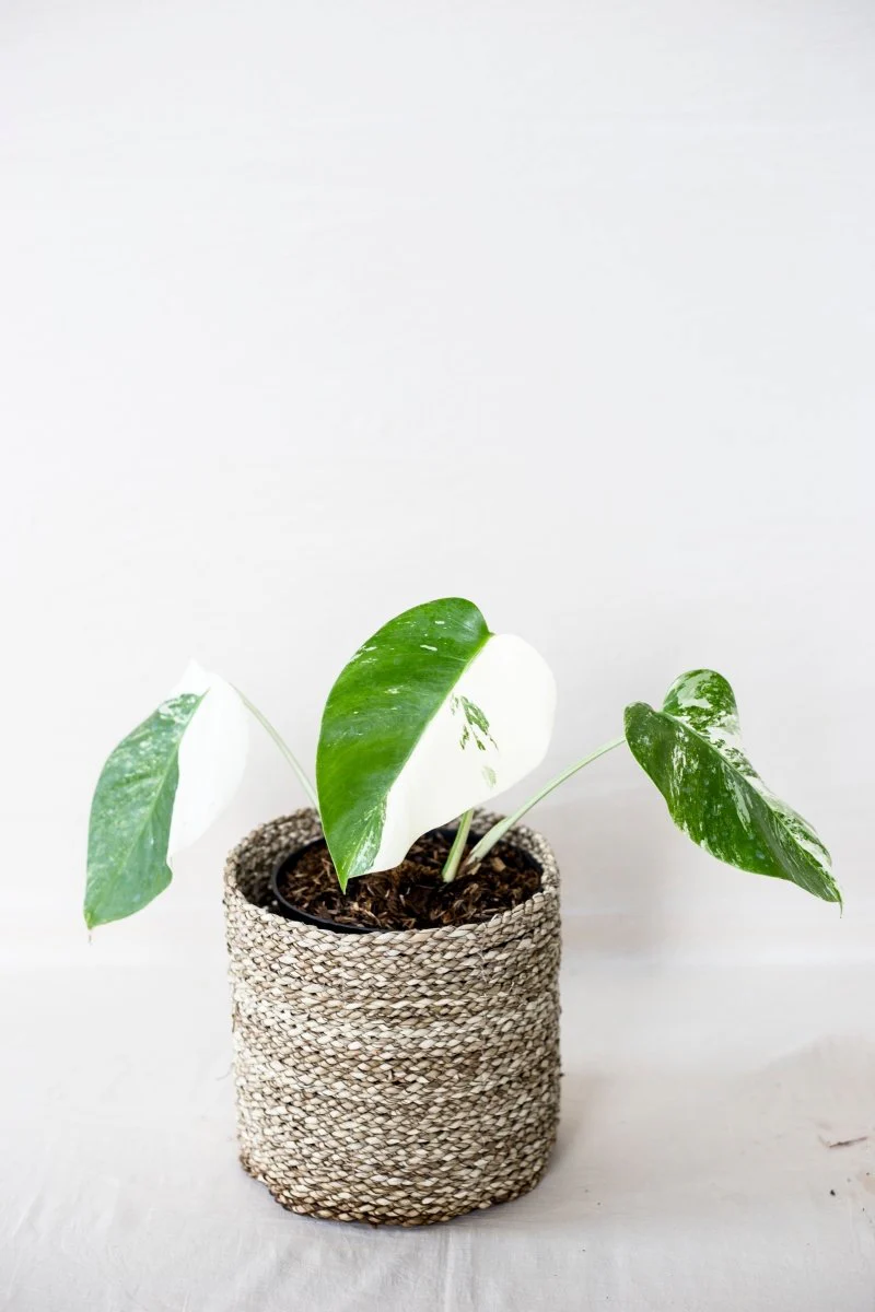 Veriegated Monstera Albo